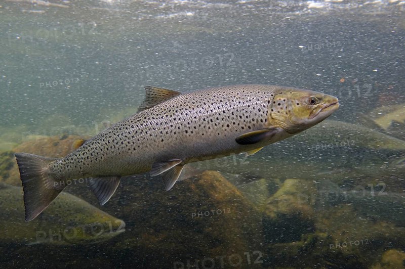 Swimming salmon (Salmo salar) under water, Laerdalsoyri, Norway