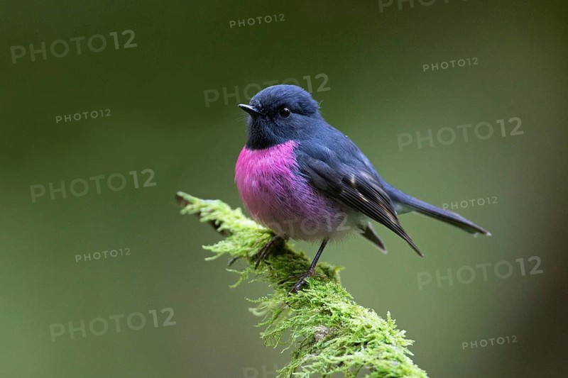 Pink Robin (Petroica rodinogaster) male perched on a mossy branch, Victoria, Australia