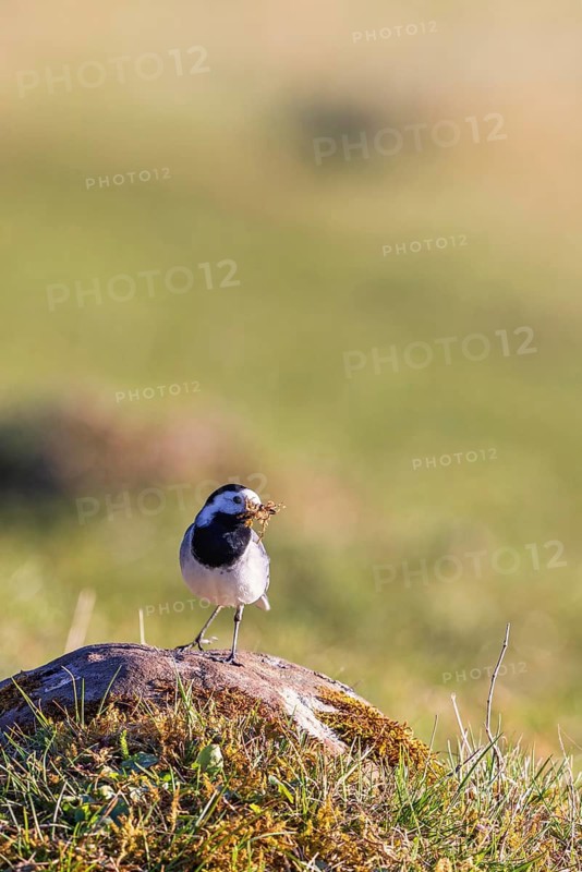 White wagtail (Motacilla alba) sitting on a stone in a grass meadow with the beak full of nesting material