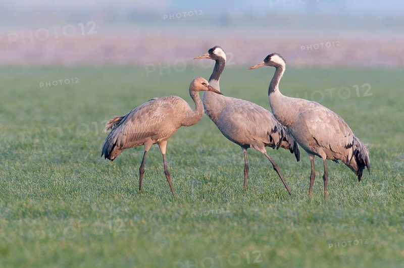 Common Crane (Grus grus) juvenile, Lower Saxony, Germany