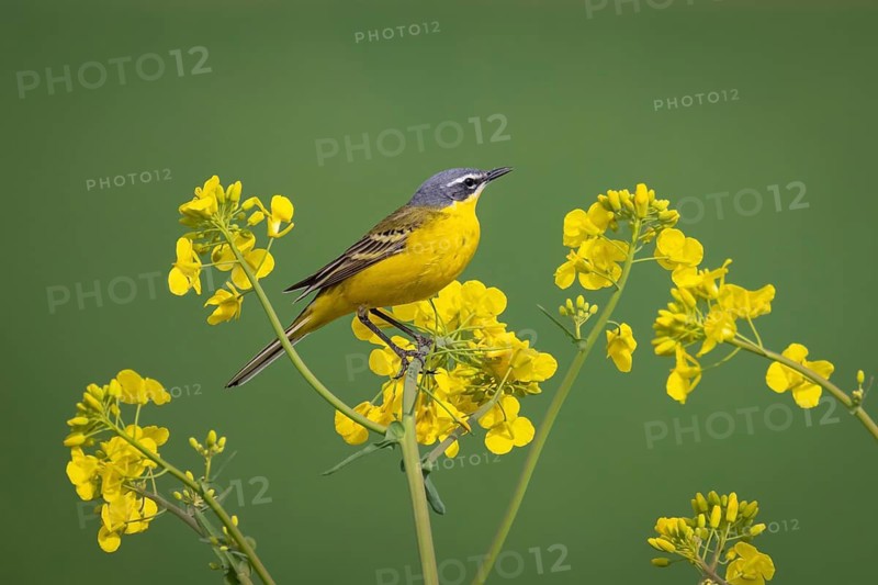 A yellow wagtail sits in spring in a flowering rape field near Frankfurt am Main, Frankfurt am Main, Hesse, Germany