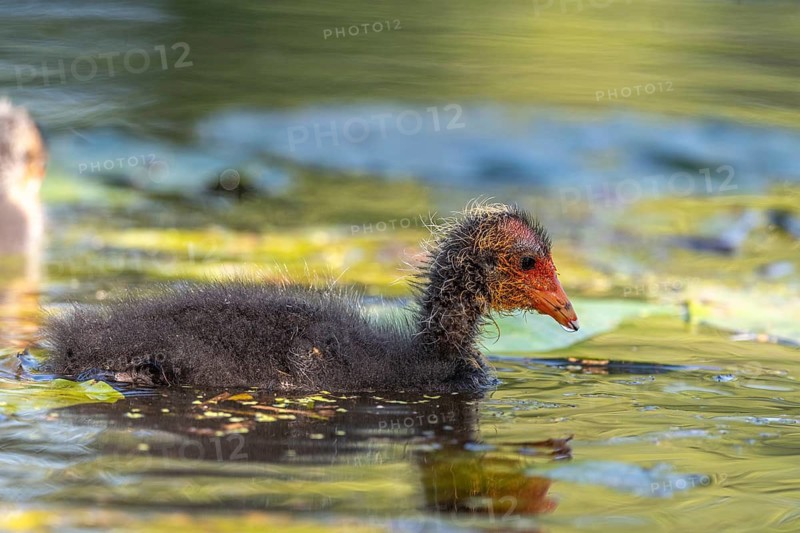 Eurasian burbot (Fulica atra) chick swimming on the water. Bas Rhin, Alsace, France