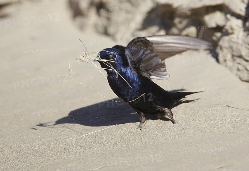 Southern Martin (Progne elegans), Chubut, Argentina