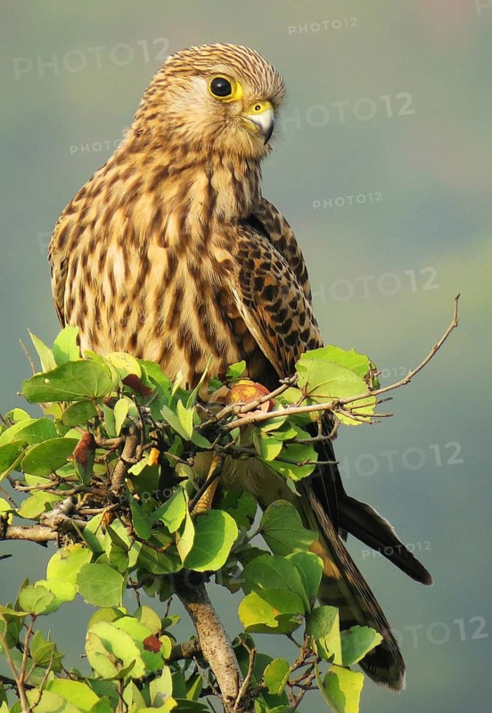 Common Kestrel (Falco tinnunculus) female, Maharashtra, India
