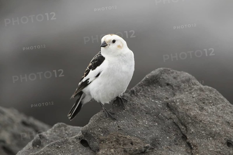 Snow Bunting (Plectrophenax nivalis) male, Myvatn, Iceland
