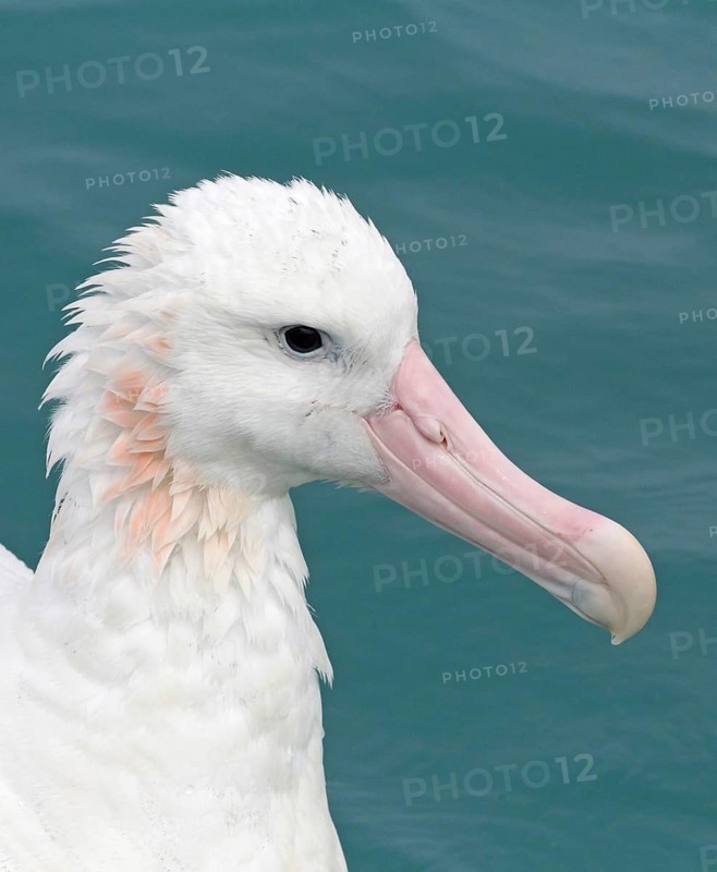 Antipodean Albatross (Diomedea antipodensis gibsoni), South Island, New Zealand