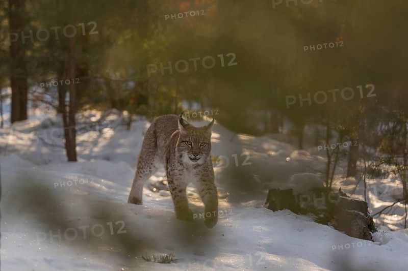 One young male Eurasian lynx, (Lynx lynx), walking over a snow covered forest ground in early morning light
