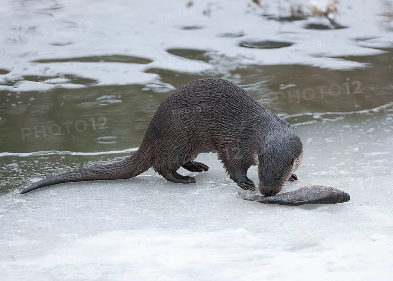 Otter (Lutra lutra) with prey fish at a partly frozen pond, snow, Germany