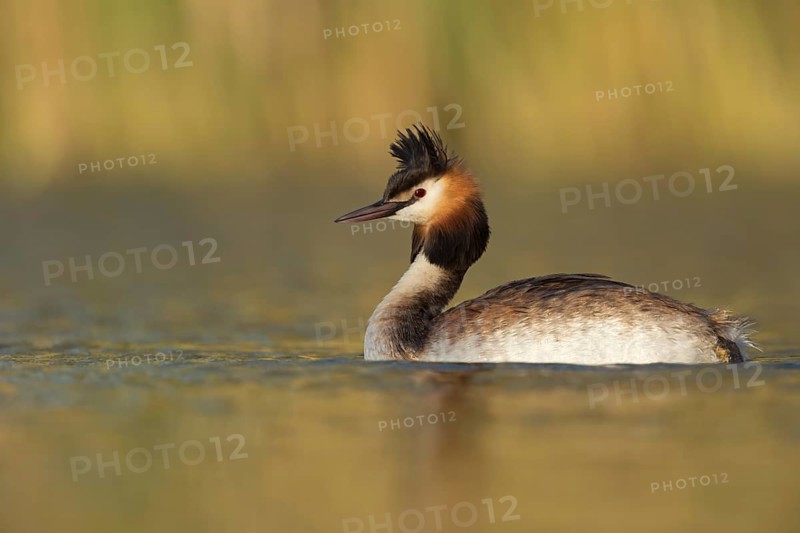 Great Crested Grebe (Podiceps cristatus), North Rhine-Westphalia, Germany