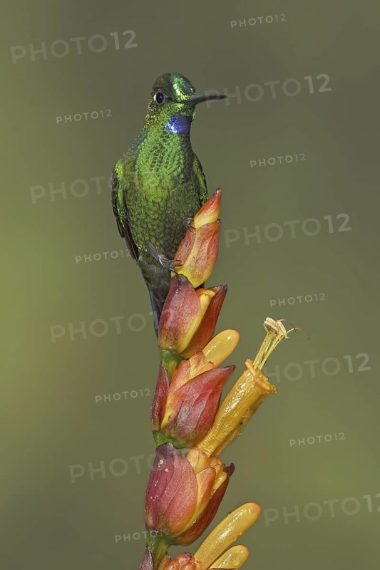 Green-crowned Brilliant (Heliodoxa jacula), Ecuador