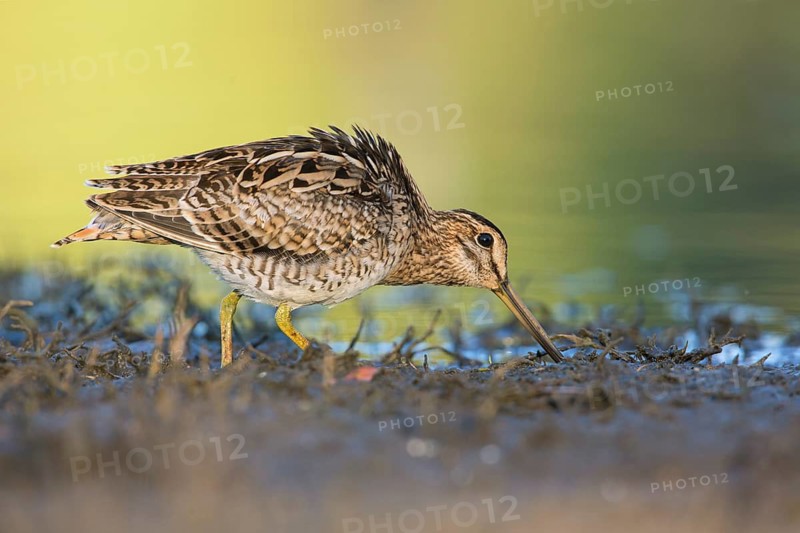 Latham's Snipe (Gallinago hardwickii) foraging, Victoria, Australia