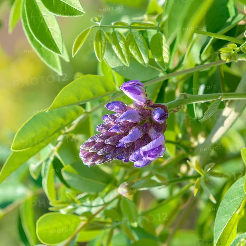 American blue rain (Wisteria frutescens 'Longwood Purple'), Hohenheim Experimental Station, Germany