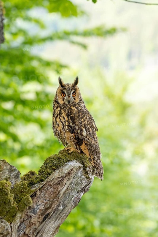 An owl perched on a mossy branch against a blurred background in the forest, long-eared owl (Asio otus), adult, on the lookout, perched, observing, in spring, alert, Bohemian Forest, Czech Republic