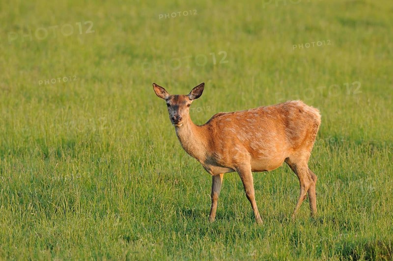 A deer stands alone in a green meadow, spreading the peaceful atmosphere, red deer (Cervus elaphus), Bavaria