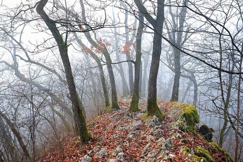 Trees surrounded by moss-covered, distinctive limestone formation, Lägerngrat, Baden, Canton Aargau, Switzerland