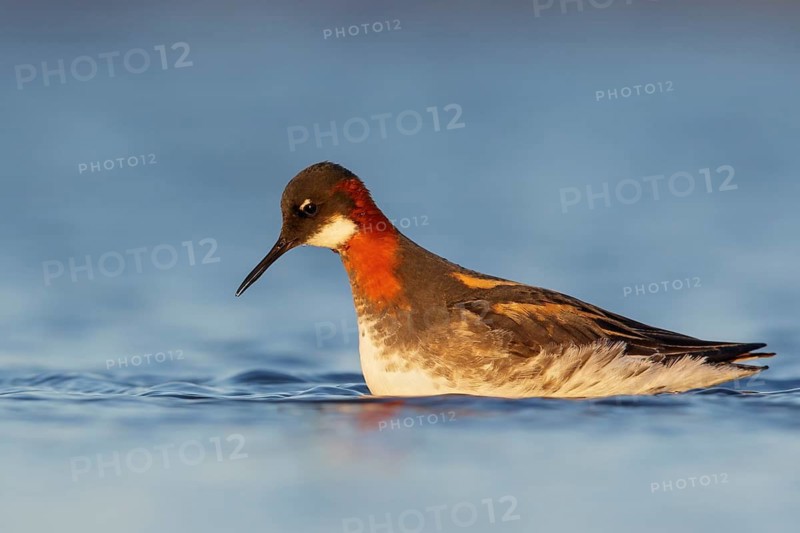 Red-necked Phalarope (Phalaropus lobatus) in a pond near Nome, Alaska