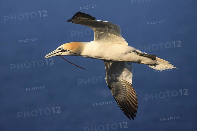 Northern Gannet (Morus bassanus) flying, Schleswig-Holstein, Germany