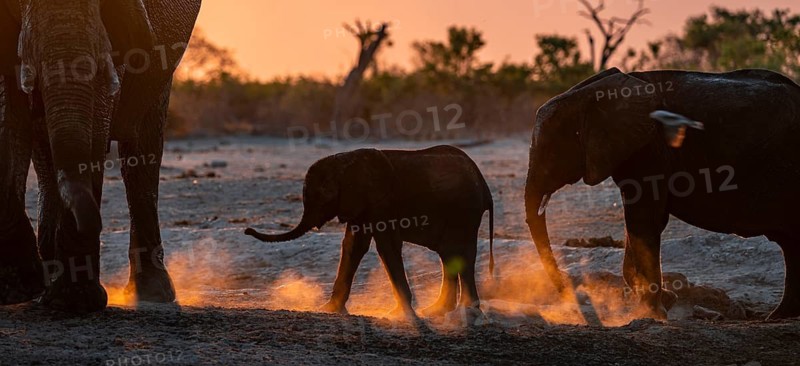 African elephant (Loxodonta africana) with young, sunset, Savuti, Chobe National Park, Botswana