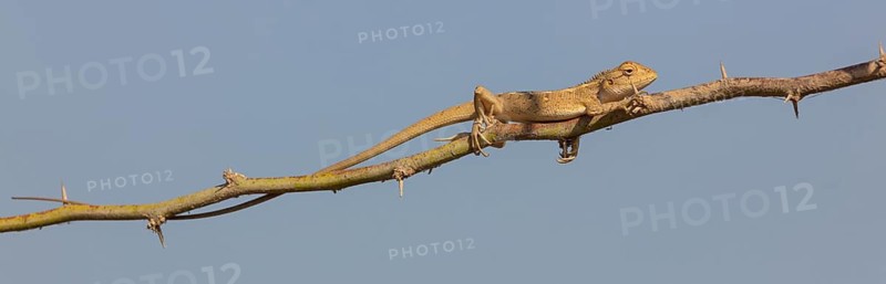 Oriental garden lizard (Calotes versicolor), Oriental garden lizard, Agame, Reptile, Reptiles, Tree, Bush, Raysut, Salalah, Dhofar, Oman