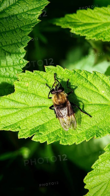 Close-up of a bumblebee hoverfly (Volucella bombylans) on a light-green leaf in its natural habitat, Frankenwald nature park Park, Upper Franconia