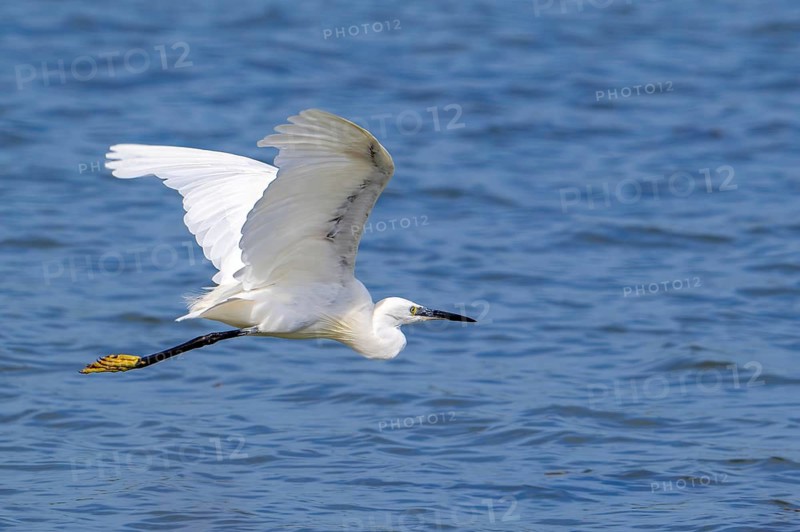 Little egret (Egretta garzetta) flying over water along the North Sea coast in summer
