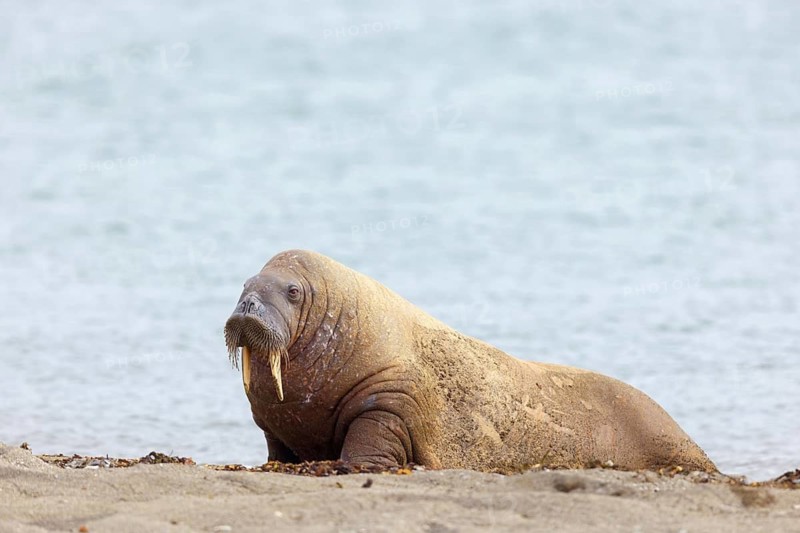 Walrus, (Odobenus rosmarus), (Trichechus rosmarus), animals, mammals, Spitsbergen, Longyearbyen, Svalbard Spitsbergen, Norway