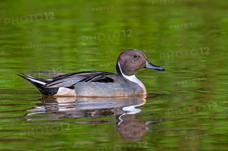 Northern pintail (Anas acuta) male swimming in lake in spring