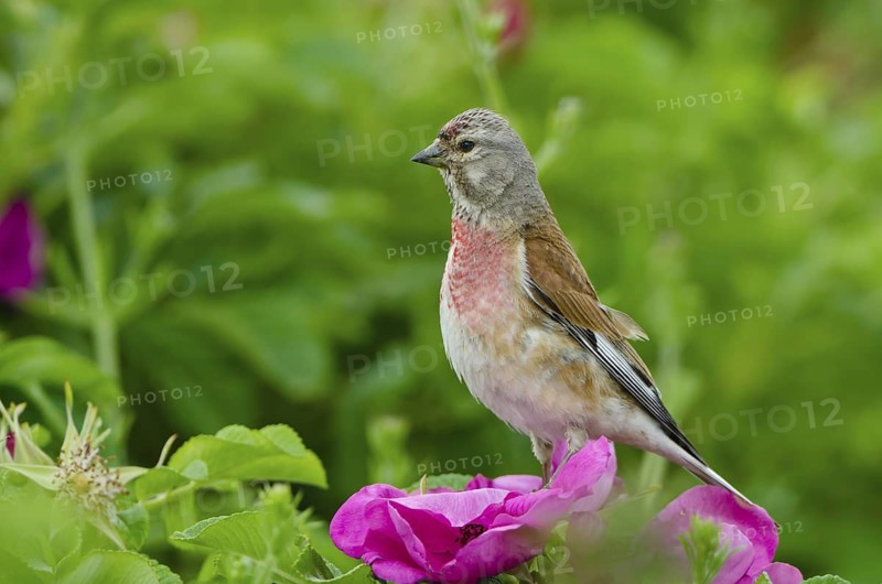 Common Linnet (Linaria cannabina) male, Schleswig-Holstein, Germany