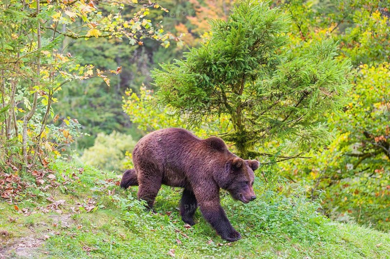 A young male Eurasian brown bear (Ursus arctos arctos) walks across a meadow
