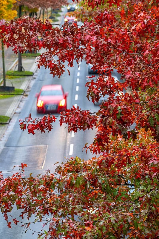 Autumn, road traffic, inner-city, trees in autumnal colours line a 4-lane road, symbolic image, Bottroper Straße in Essen, North Rhine-Westphalia, Germany