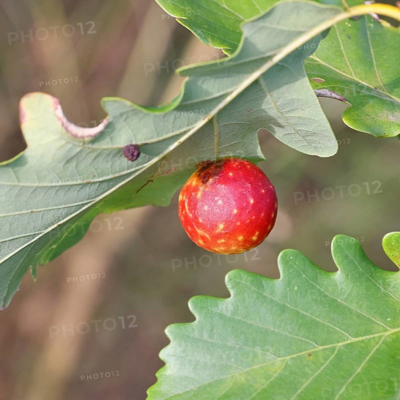Common oak gall wasp (Cynips quercusfolii) on a leaf of an English oak, Wilnsdorf, North Rhine-Westphalia, Germany