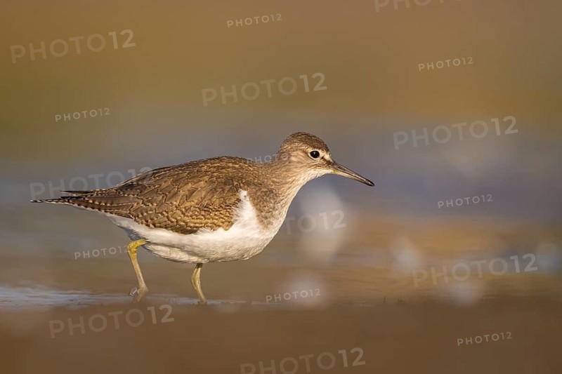 Common Sandpiper (Actitis hypoleucos), North Rhine-Westphalia, Germany