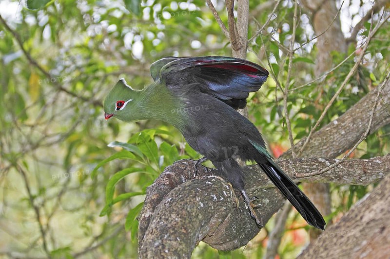 Knysna Turaco (Tauraco corythaix), Western Cape, South Africa