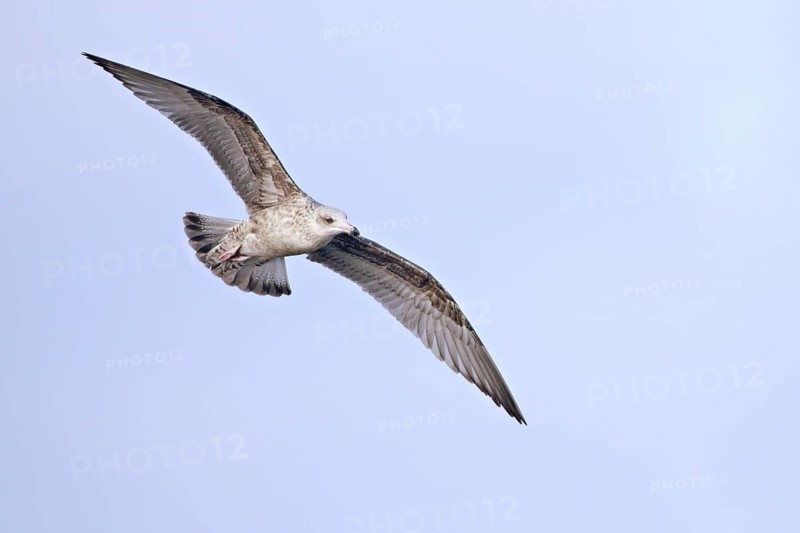 European Herring Gull (Larus argentatus) juvenile flying, Netherlands