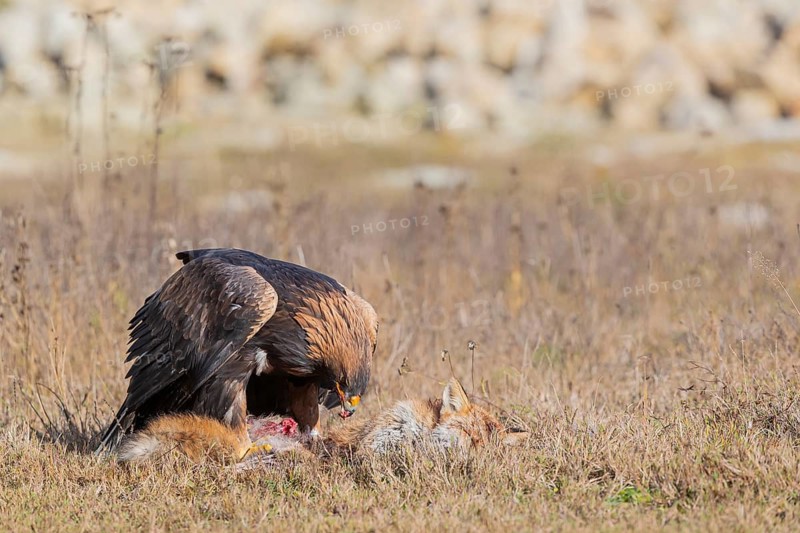 One golden eagle (Aquila chrysaetos) sitting in bright sunlight on a meadow, feeding on a dead fox
