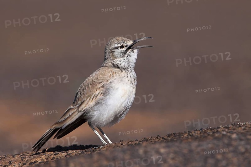 Greater Hoopoe-Lark (Alaemon alaudipes) singing, Morocco