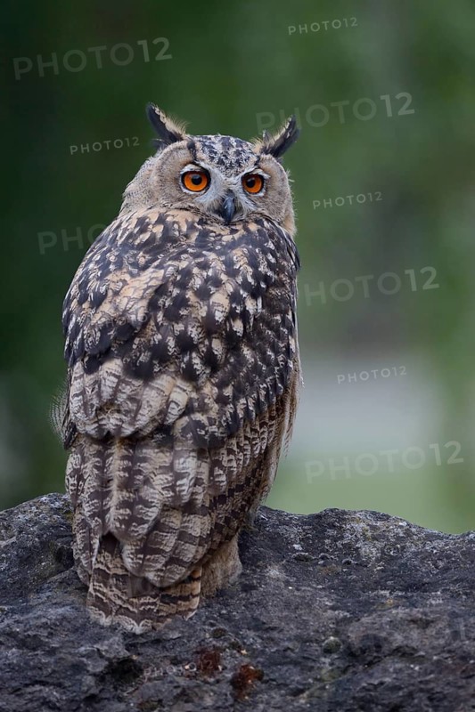 Eurasian Eagle-Owl (Bubo bubo) perched on a stone, North Rhine-Westphalia, Germany