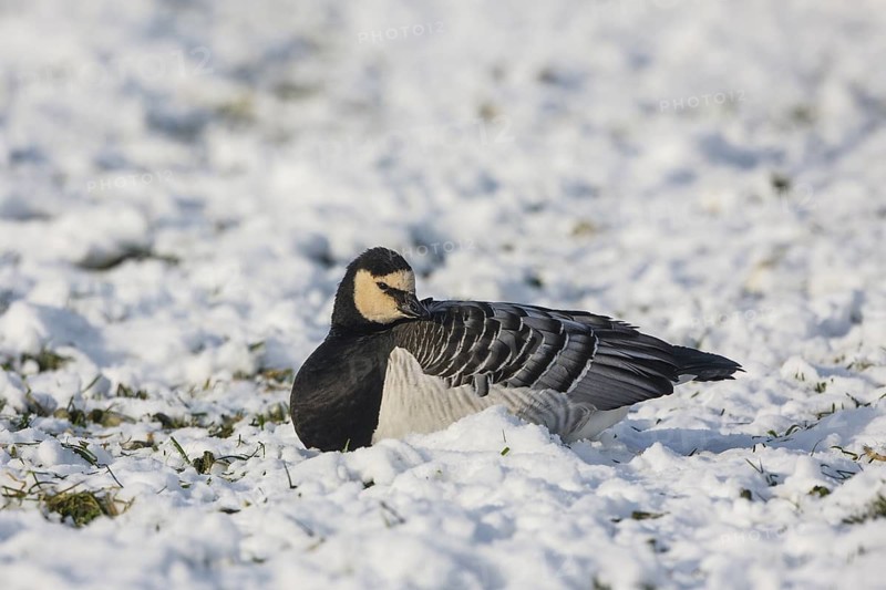 Barnacle Goose (Branta leucopsis), North Rhine-Westphalia, Germany