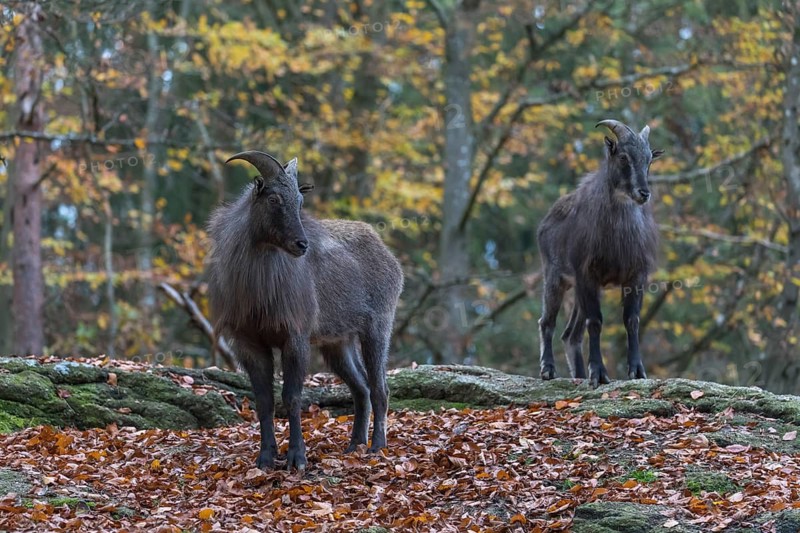Two young male Himalayan Tahr (Hemitragus jemlahicus) standing in a forest. Green and yellow forest in the background
