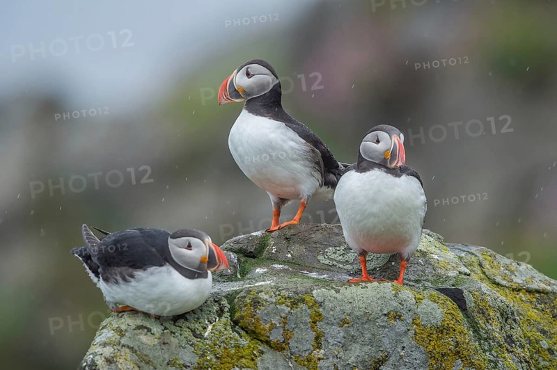 Atlantic Puffin (Fratercula arctica), Iceland