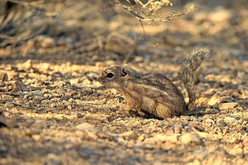 Antelope gopher, (Ammospermophilus harrisii), adult, on tree, foraging, Sonoran Desert, Arizona, North America, USA