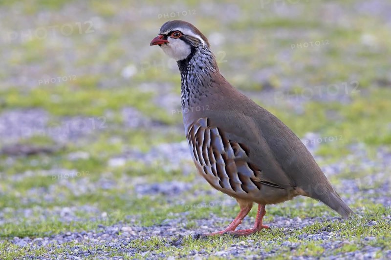Red-legged Partridge (Alectoris rufa), Extremadura, Spain