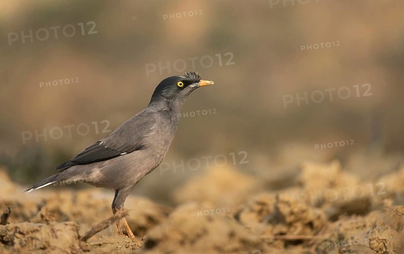 A jungle myna (Acridotheres fuscus) stands on the ground against a blurred background, Sreepur, Gazipur, Bangladesh