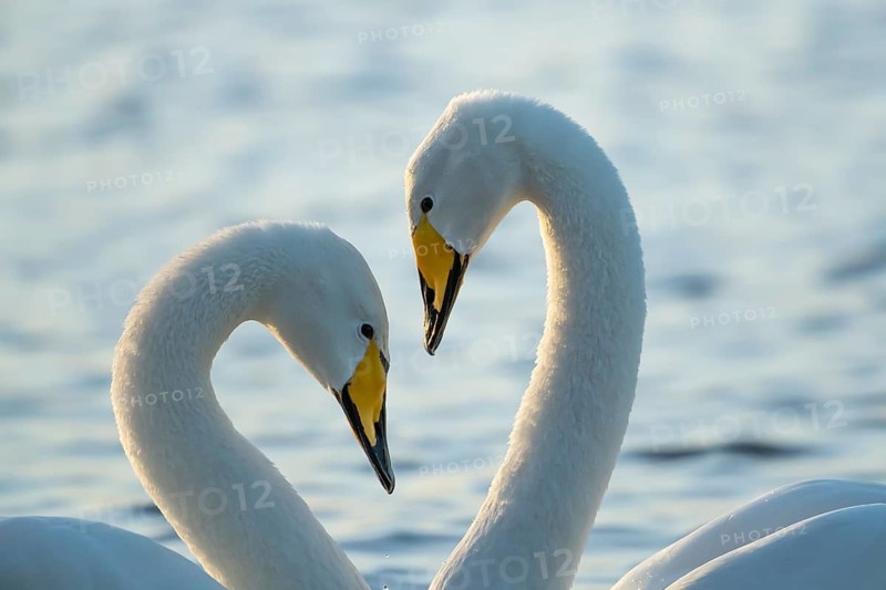 Whooper swan (Cygnus cygnus) two adult birds performing their courtship love display on a lake, England, United Kingdom