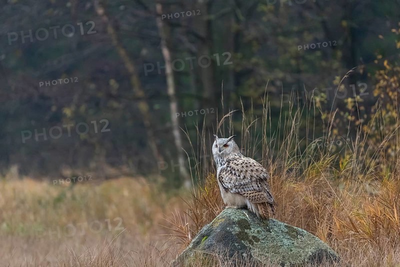 One Siberian Eagle Owl (Bubo bubo sibiricus) sitting on a rock between tall reed grass lakeshore on an autumnal misty cold morning
