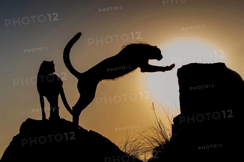 Cheetah (Acinonyx jubatus) two adults silhouette in sunset, Castile-La Mancha, Spain