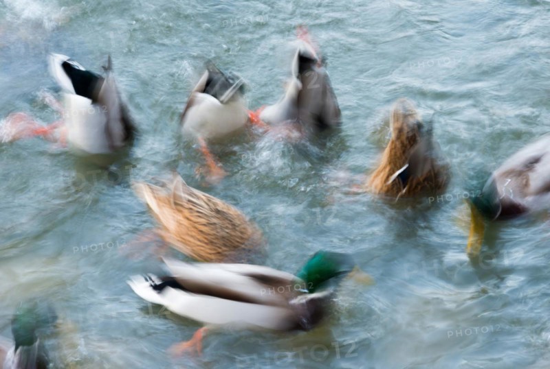 Many mallards (Anas platyrhynchos), male and female swimming on a pond, dynamics, moving water, motion blur, wiping effect, long exposure, Hesse, Germany