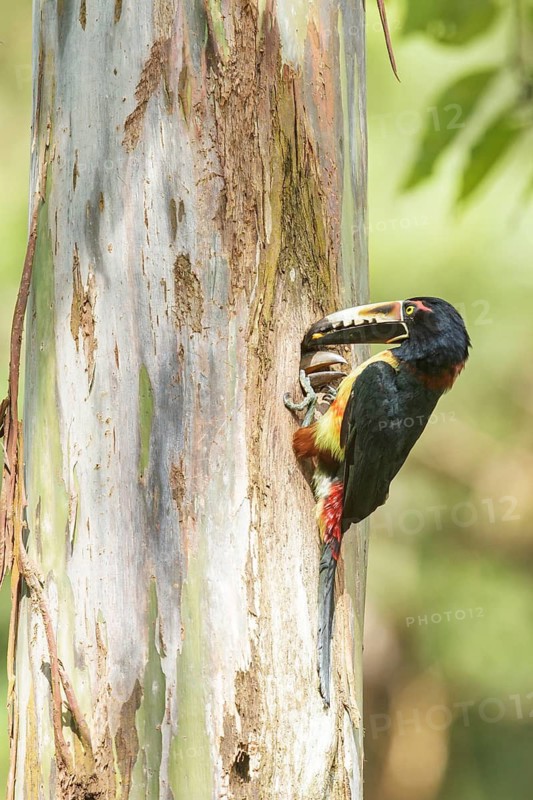 Collared Aracari (Pteroglossus torquatus) perched on a branch in Costa Rica