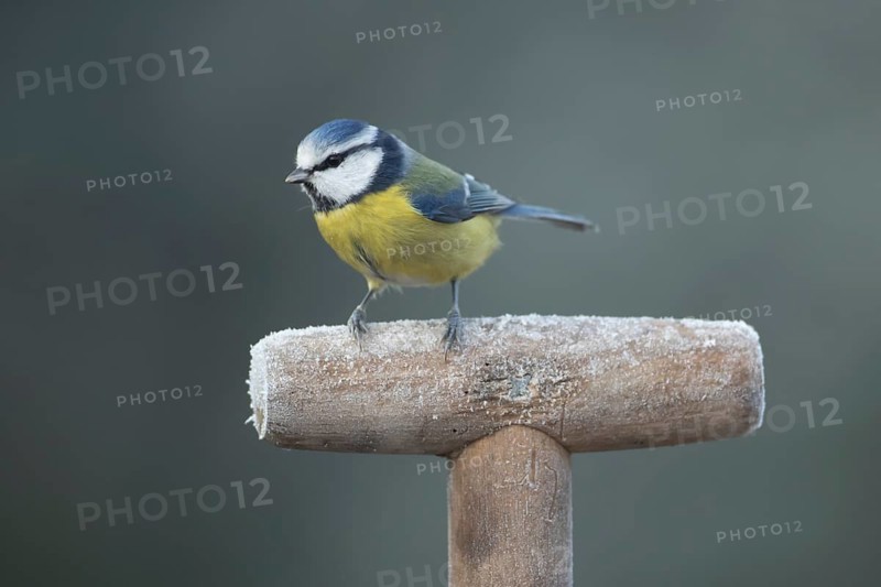 Blue tit (Cyanistes caeruleus) adult garden bird on a frost covered fork handle in winter, England, United Kingdom