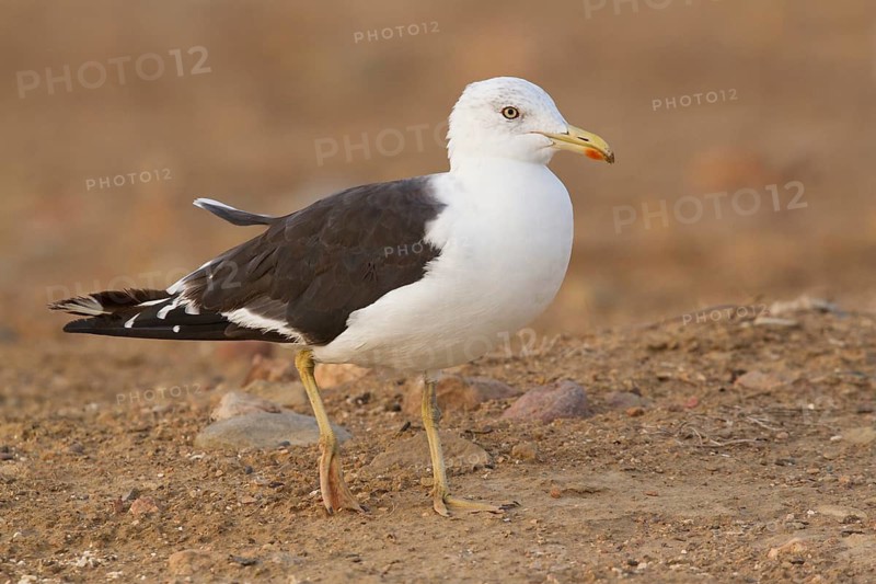 Lesser Black-backed Gull (Larus fuscus), Morocco